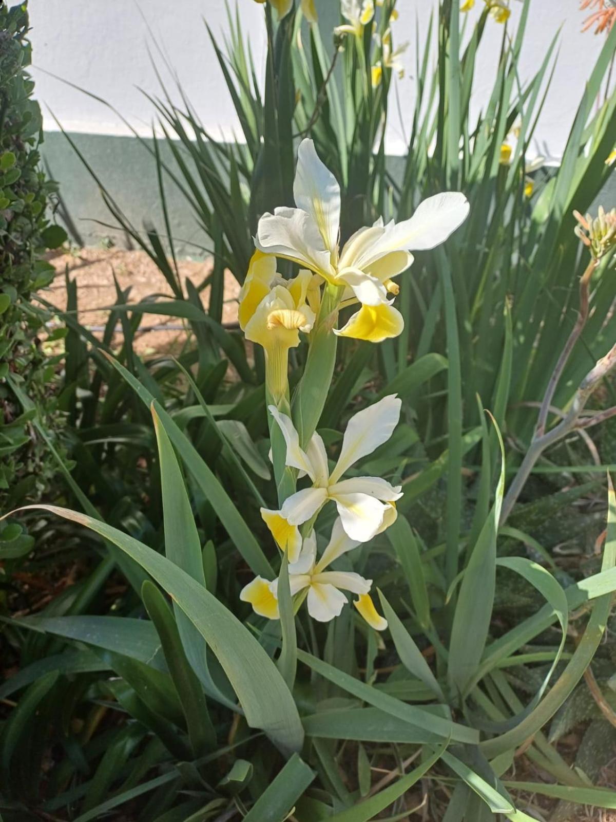 De Oude Yotclub Bed & Breakfast Oudtshoorn Luaran gambar